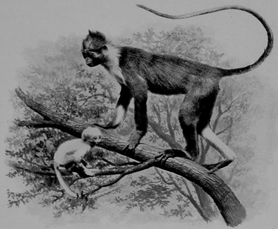 CROSS-BEARING LANGUR AND YOUNG.
