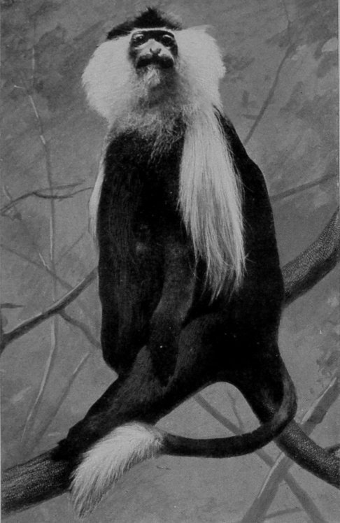 MANTLED GUEREZA.