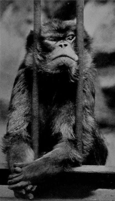 BARBARY APE.