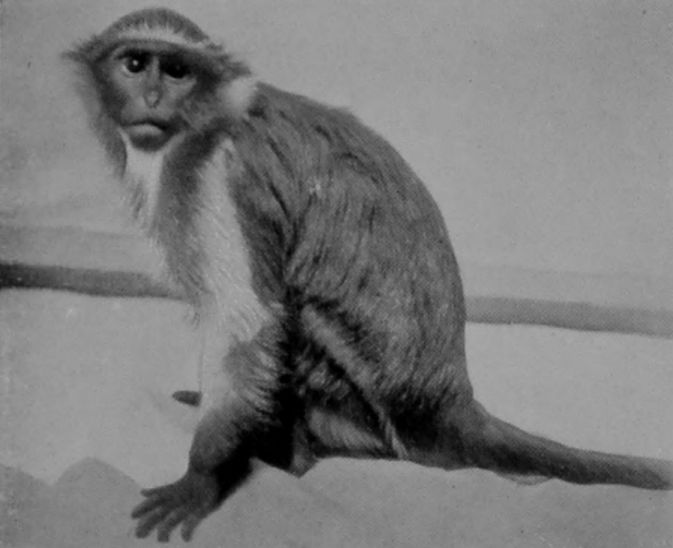 DIANA MONKEY.