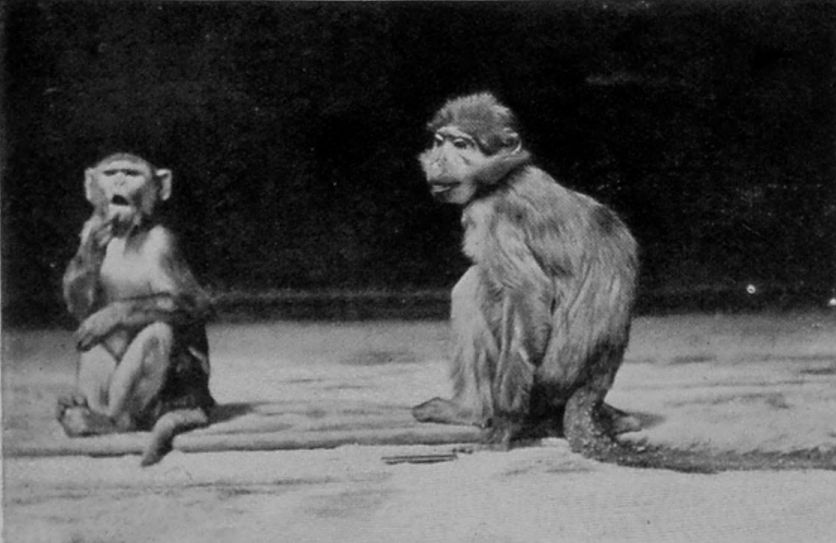 RHESUS MONKEY AND SOOTY MANGABEY.