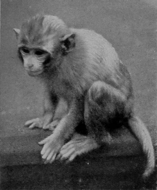 RHESUS MONKEY.