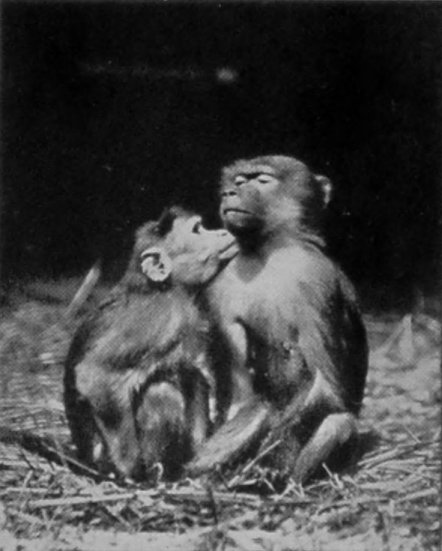BONNET MONKEY, AND ARABIAN BABOON (ON     THE RIGHT).