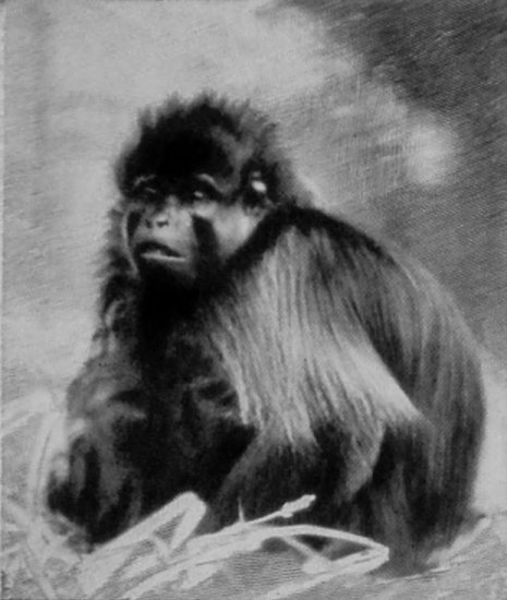 GREY-CHEEKED MANGABEY.