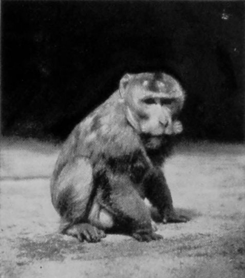 CHINESE MACAQUE.