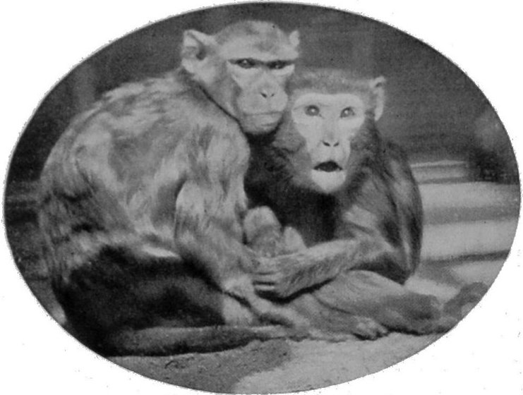 RHESUS MONKEYS.