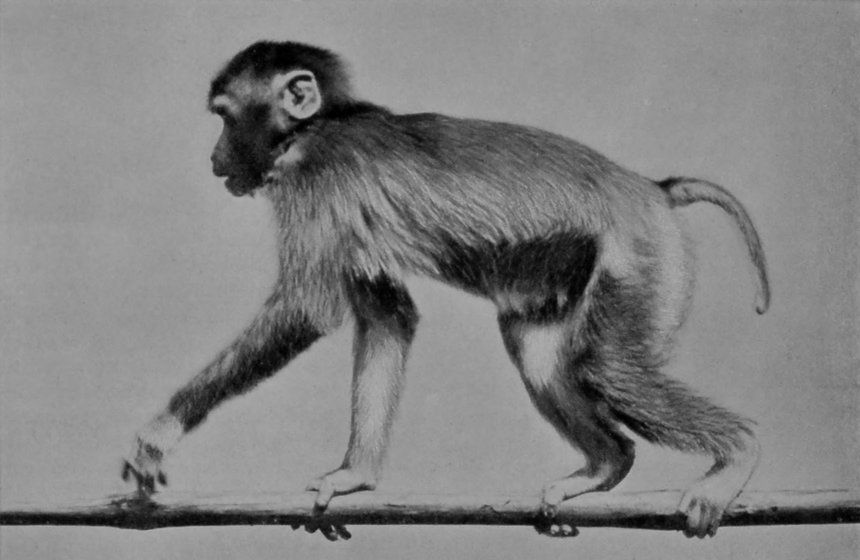 PIG-TAILED MONKEY.