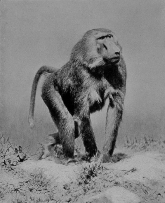 CHACMA BABOON.