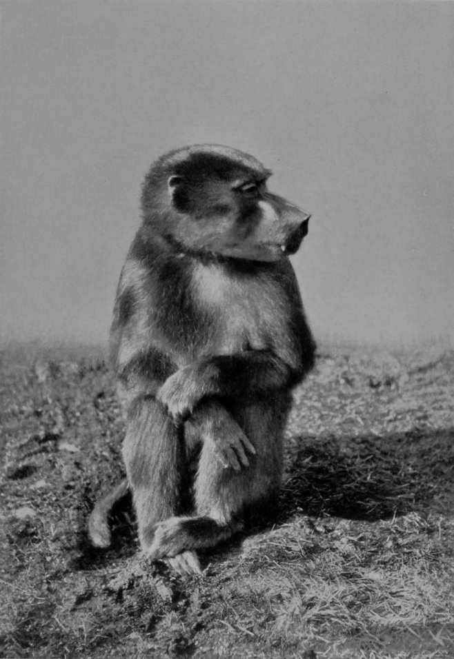 A YOUNG MALE CHACMA BABOON.