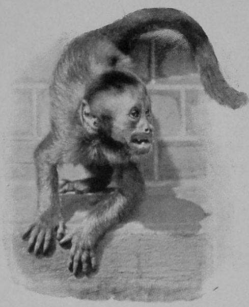 BROWN CAPUCHIN.