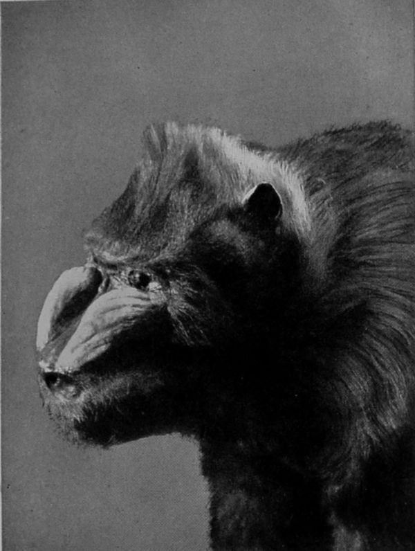 HEAD OF MALE MANDRILL.