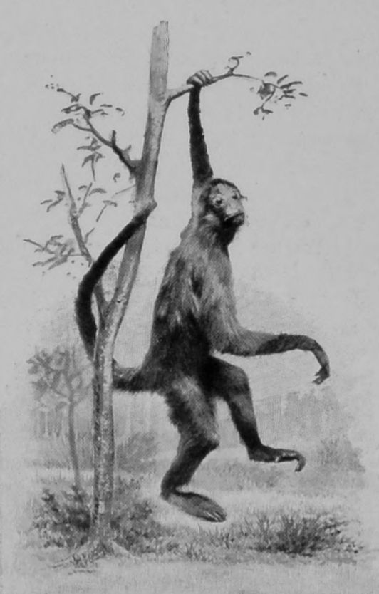 A SPIDER MONKEY