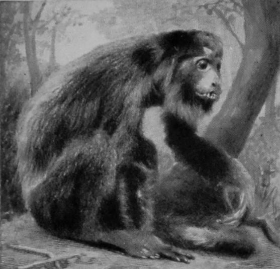 RED HOWLER MONKEY.