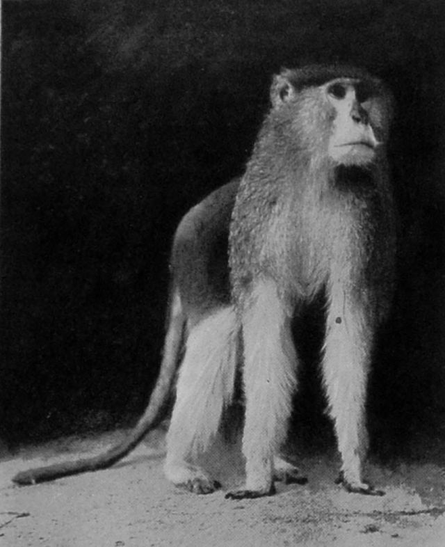 PATAS MONKEY.