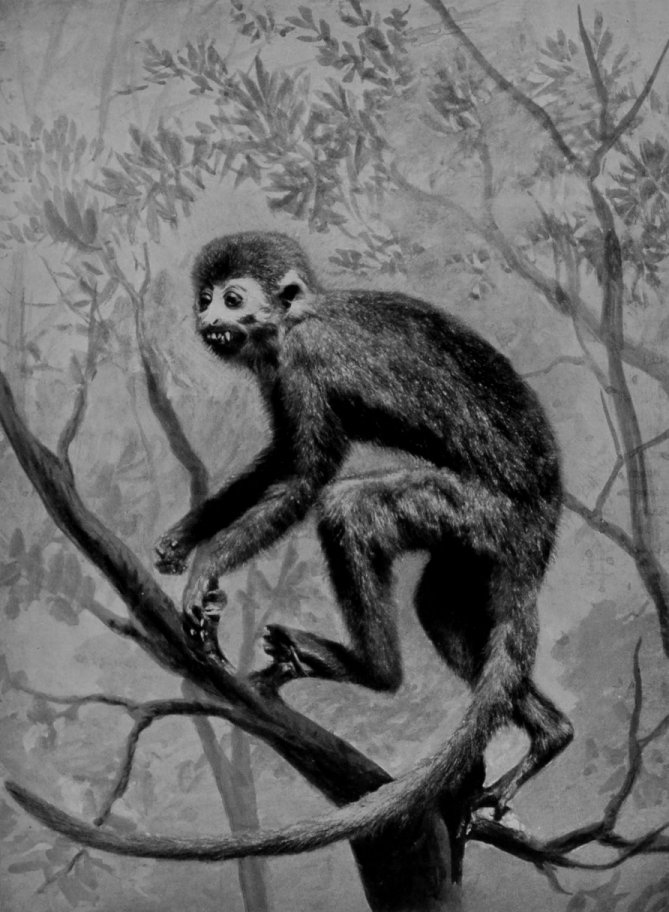 COMMON SQUIRREL MONKEY.