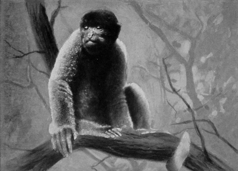 HUMBOLDT'S WOOLLY MONKEY.