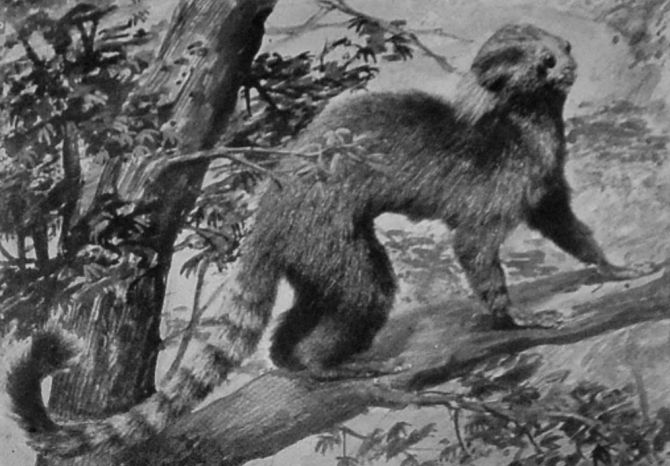 BLACK-EARED MARMOSET.