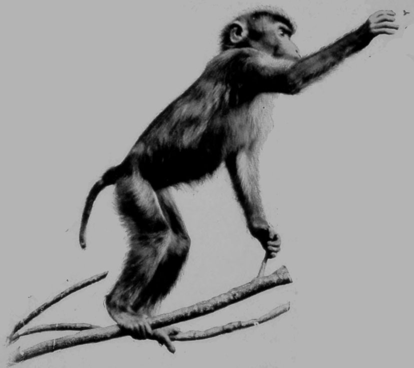 PIG-TAILED MONKEY CATCHING A FLY.