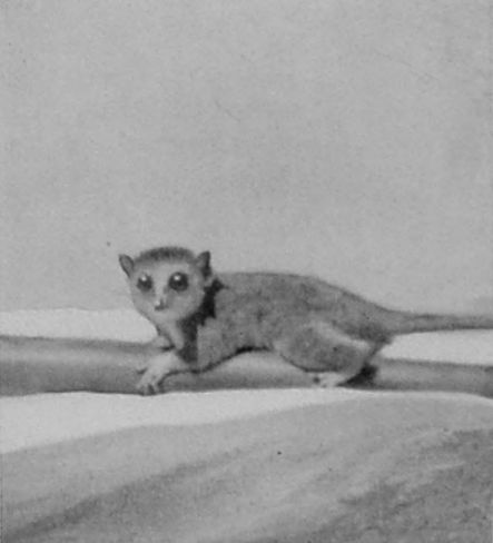 A DWARF LEMUR.