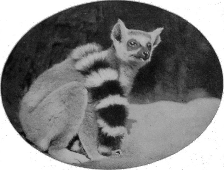 RING-TAILED LEMUR.