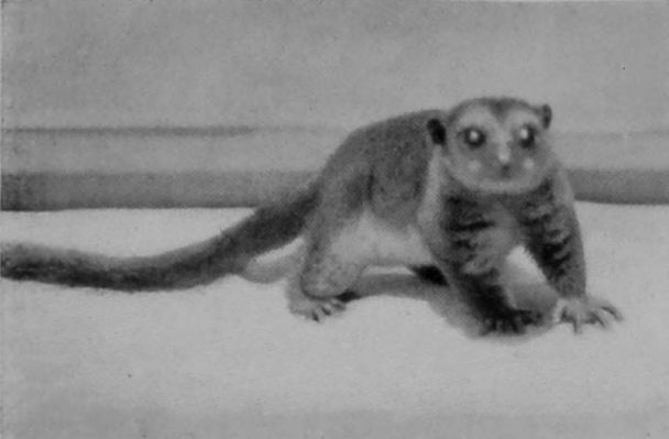 COQUEREL'S LEMUR.