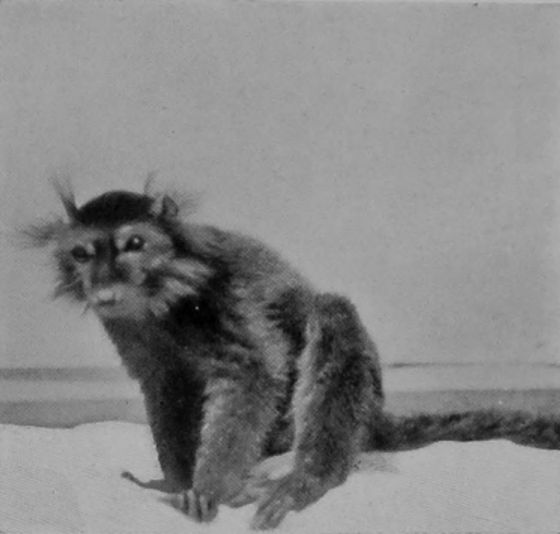 BLACK LEMUR.