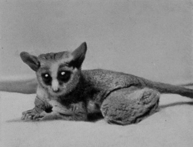 MAHOLI GALAGO