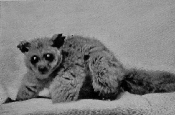 GARNETT'S GALAGO.