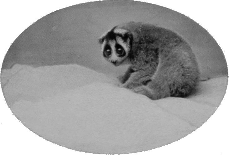 SLOW LORIS.