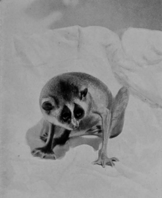 SLENDER LORIS.