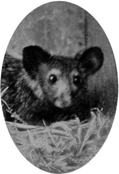 HEAD OF AYE-AYE.