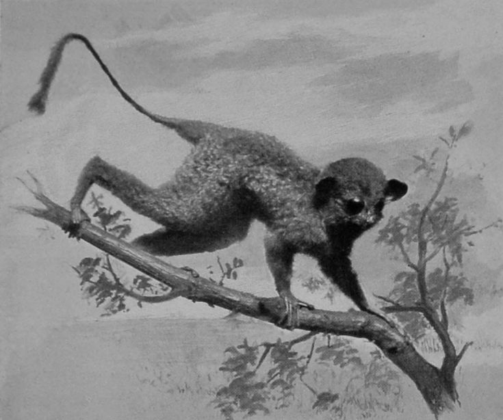 TARSIER.