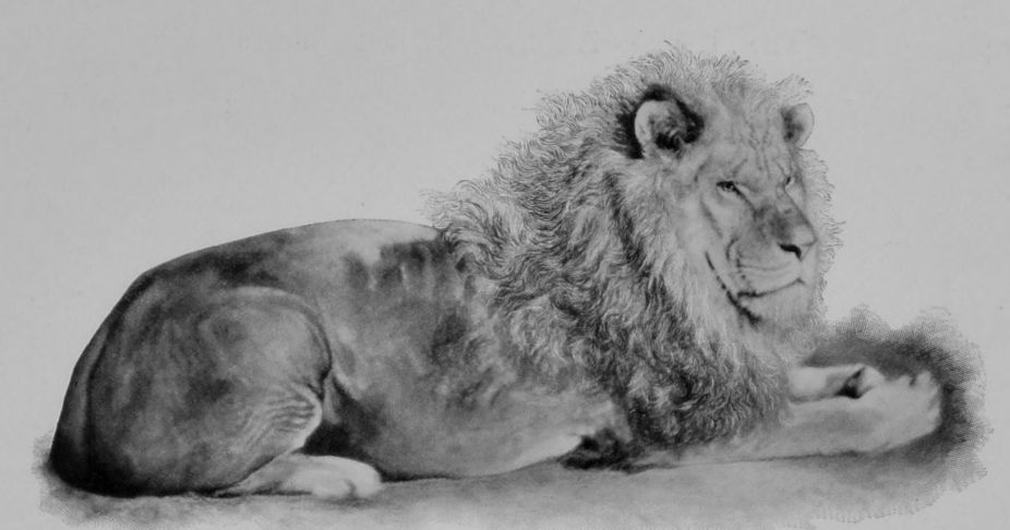 AFRICAN LION.