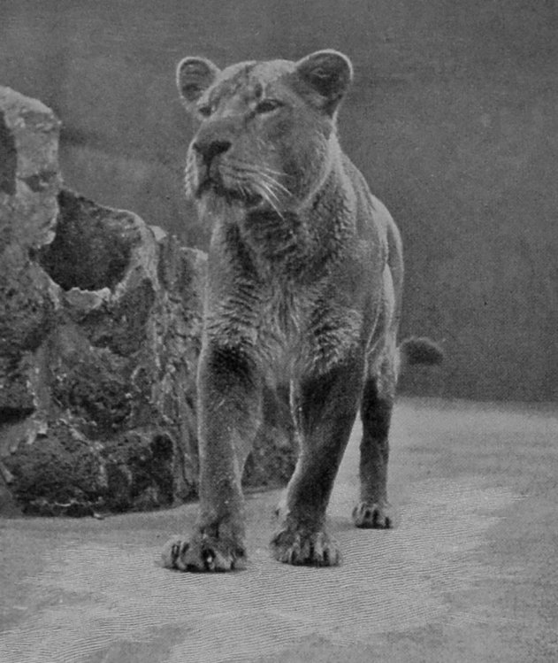LIONESS AROUSED.