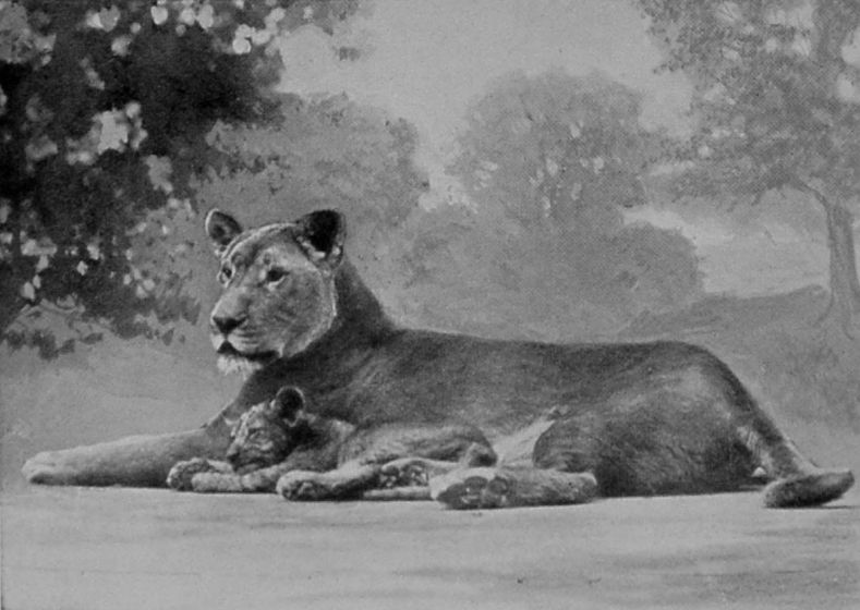 LIONESS AND CUB.