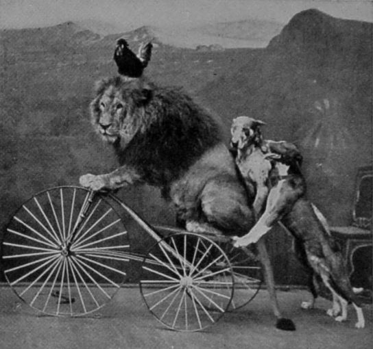 A PERFORMING LION.