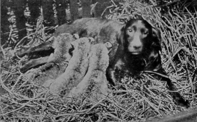 A FOSTER-MOTHER.