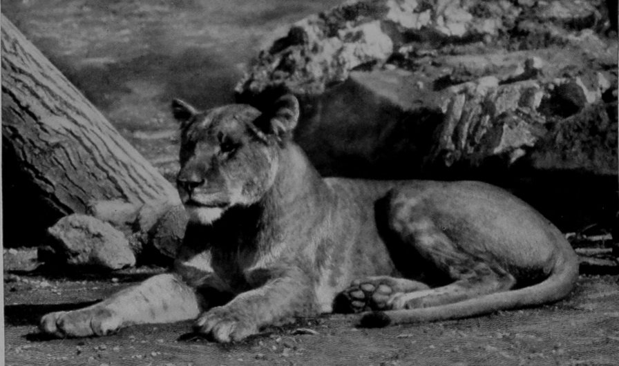 A YOUNG LIONESS.