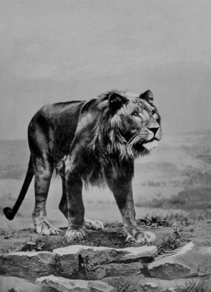 A HUNGRY LION.