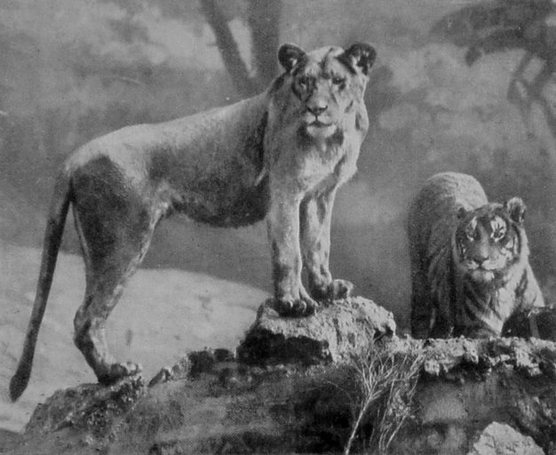 LIONESS AND TIGER.
