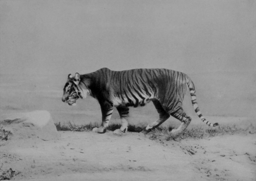 TIGRESS.
