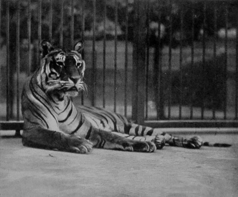A ROYAL TIGER.