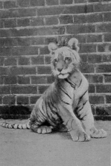 TIGER CUB.