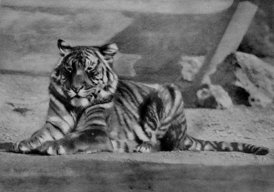 A TIGER BEFORE SLEEPING.