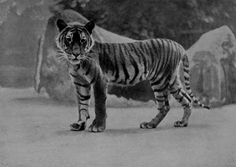 A HALF-GROWN TIGER CUB.