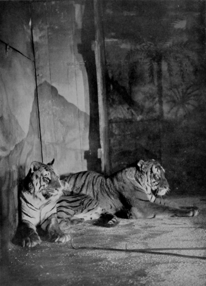 TIGERS IN ITALY.