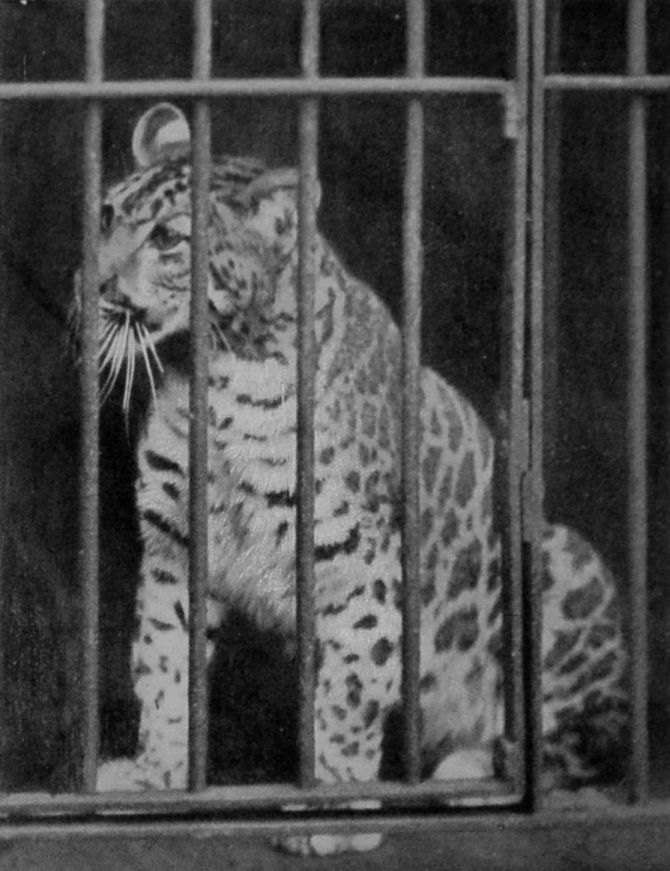 A LEOPARD-PUMA HYBRID.