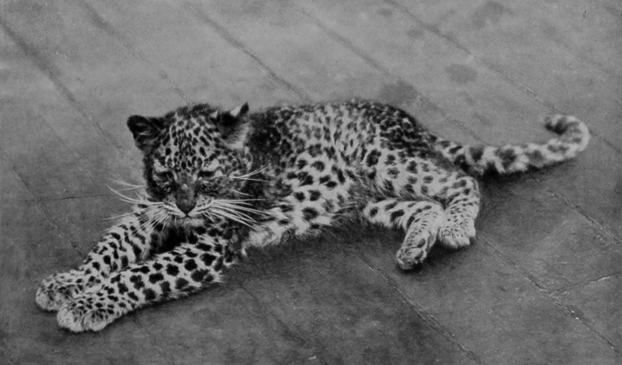 A YOUNG LEOPARD