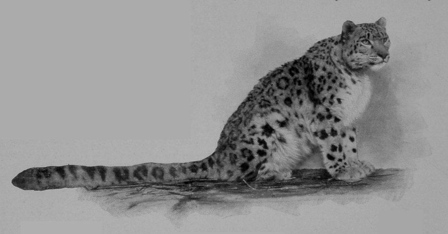 SNOW-LEOPARD, OR OUNCE.