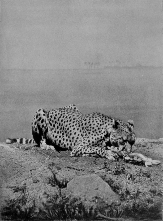 CHEETA.